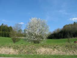 Maibaum Ertingen